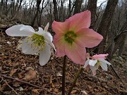 63 Rose di Natale - Ellebori - (Helleborus niger)